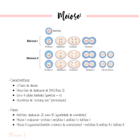 Meiose