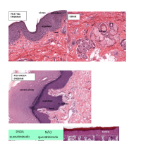 lâminas histológicas p2