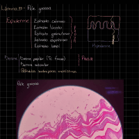 Histologia Vet II - Prática Tegumento
