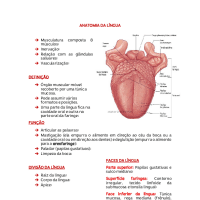 ANATOMIA DA LÍNGUA